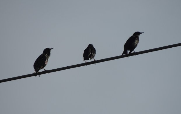 Aves en cables de alta tensión