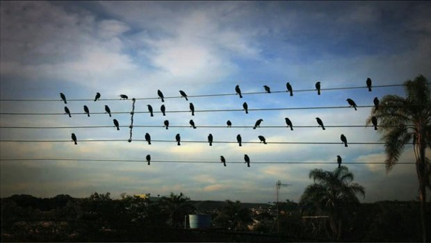 Aves en cables de alta tensión